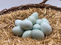 We did not find results for: Wachtelbruteier Celadon Wachteln Legewachtelbruteier Vogelsberger Wachtelzucht