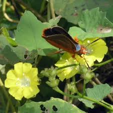 Image result for Platycoryne crocea