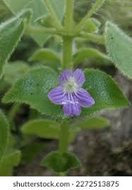 Image result for Nelsonia smithii