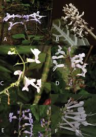 Image result for Equilabium viphyense