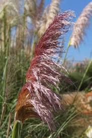 Das pampasgras gilt als besonders imposantes ziergras, denn es kann besonders hoch werden, wächst sehr üppig und trägt im sommer große, bauschige sogar kleidungsstücke kann das extrem scharfe laub zerschneiden. Pampasgras Rosa Min 20 Samen Pflanzensamen Real De