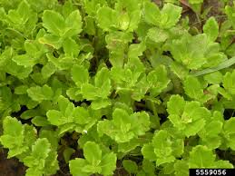 Image result for Acanthospermum