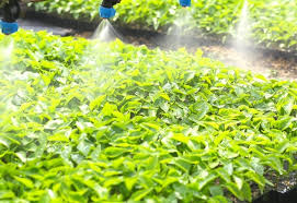 In addition, planting potatoes in planters frees up your garden to grow other things. How Deep To Plant Potatoes In Trenches Garden Bed Containers