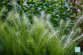 Image result for Mayaca