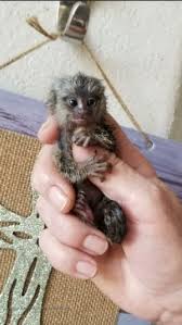 Pocket Monkey We Are Located In Davie Florida In South Flo Baby Monkey Pet Cute Baby Animals Pet Monkey