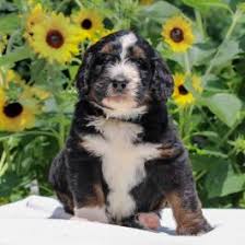 We did not find results for: Bernedoodle Puppies For Sale Lancaster Puppies