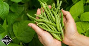 How to plant pole beans. How To Grow Pole Beans Gardening Channel