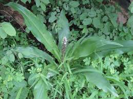 Image result for Glossostelma spathulatum