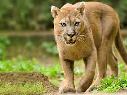 Y a su vez consume tanto animales herbívoros como carnívoros. Puma Argentina Cheaper Than Retail Price Buy Clothing Accessories And Lifestyle Products For Women Men
