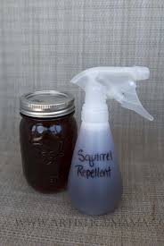 Squirrel Repellent How To Keep Squirrels Out Of Your Flower Beds Astuce Jardin Jardinage Jardin Interieur