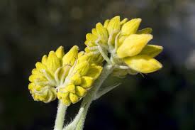 Image result for Pseudocalyx saccatus