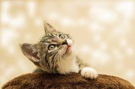New in vet to vet dmg: Animal Hospital Tualatin Blog