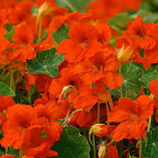 Image result for Nasturtium