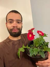 Gerbera Daisy Houseplants and Their Care