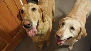 Adopt Midas Mandy On Petfinder Labrador Retriever Rescue Labrador Retriever Dog Labrador Rescue