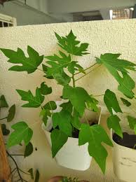 Image result for Senecio urundensis