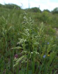 Image result for Tristachya rehmannii