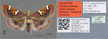 Image result for Pyralis lienigialis