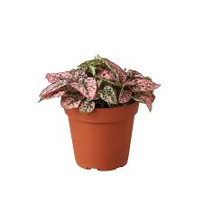 Image result for Hypoestes