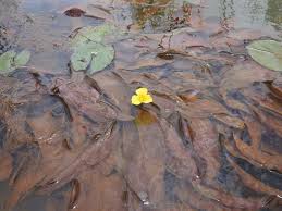 Image result for Ottelia cylindrica