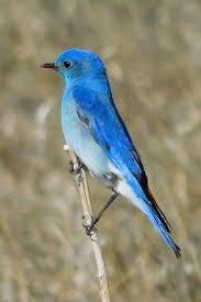 Blue Birds Native To Colorado Elk Meadow Mornings Chasing Bluebirds Blue Bird Wild Birds Birds
