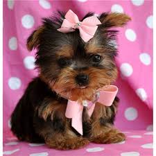 This popular breed is the best companion for your family. 40 Yorkie Puppy Wallpaper On Wallpapersafari