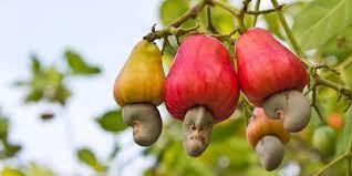 Gyarko Farms Cocoa Bean Producer Cashew Nuts Exporter