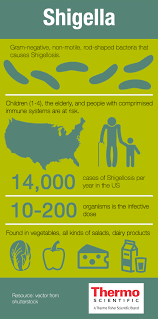 Image result for Shigella