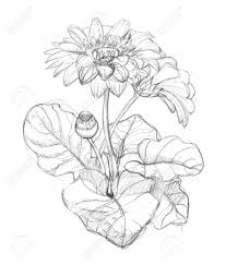 Dibujos de lolo para pintar; Dibujo A Lapiz De Flores De Gerbera Fotos Retratos Imagenes Y Fotografia De Archivo Libres De Derecho Image 49006084