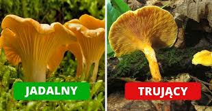 Pod względem rodzaju trucizn występujących w grzybach oraz ich oddziaływania na organizm człowieka dzieli się grzyby trujące na 10 grup. Pomylka Moze Byc Smiertelna 7 Trujacych Grzybow Ktore Sa Ludzaco Podobne Do Jadalnych Pysznosci