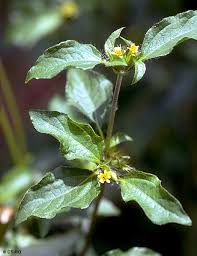 Image result for Synedrella nodiflora