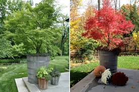 Acer palmatum ' beni komachi ' in spring. Growing Japanese Maples In Containers Cozy Little House