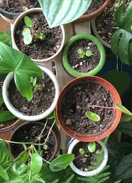 How to care for my chinese money plant. How To Care For Pilea Peperomioides Clever Bloom