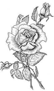 Anyak Napi Transzfer Kepek Roses Drawing Coloring Pages Colouring Pages