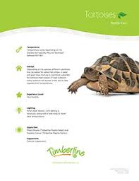 Caring For Tortoises Timberline