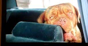 Oh No No No You Re Eating The Car Don T Eat The Car Turner And Hooch Turner And Hooch Musical Movies Favorite Movies