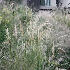 Image result for Tricholaena