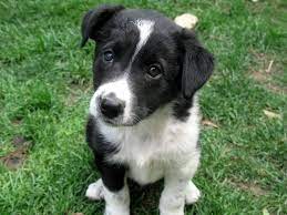 Border Collier Border Collie X 2 Puppies For Sale Dogs For Sale In Ontario Border Collie Puppies Collie Puppies Border Collie Lab Mix Puppy