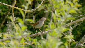 Die nachtigall kann mit dem sprosser (luscinia luscinia) verwechselt werden, denn bei früher galt der gesang der nachtigall als schmerzlindernd und sollte dem sterbenden einen sanften tod und. Wie Bei Dominik Eulberg Die Nachtigall Als Techno Version Klingt Swr Fernsehen