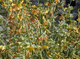 Image result for Enneapogon scoparius