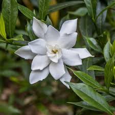 Image result for Gardenia subacaulis