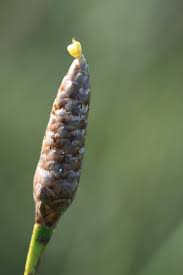 Image result for Xyris parvula