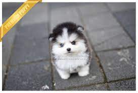458,541 likes · 146,150 talking about this. Micro Teacup Pomsky Cuteanimals