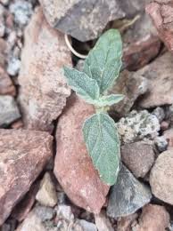 Image result for Cryptolepis oblongifolia