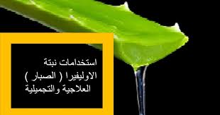 الاستخدام العلاجي لنبتة الصبار الاوليفيرا وصفات نبتة الصبار الاوليفيرا للجمال والتجميل وصفات الاوليفيرا لنضارة البشرة Food Cactus Plants Vegetables