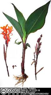 Image result for Cannaceae