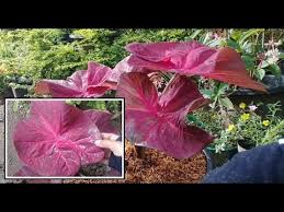The image expresses bewilderment in someone of low intelligence. Repoting Caladium Thailand Youtube