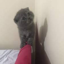 ucretli kedi sahiplendirme evcil hayvan sahiplendirme ilanlari