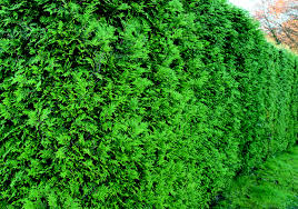 Lebensbaum hecke und willst wissen wie du am besten den rückschnitt ausführst? Thuja Pflanzen Schneiden Und Pflegen Fur Eine Perfekte Hecke Leonhards