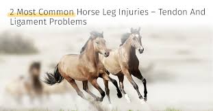 It is also known as articular ligament, articular larua, fibrous ligament, or true ligament. Horse Leg Injuries Healing Tendons And Ligaments For Your Horse